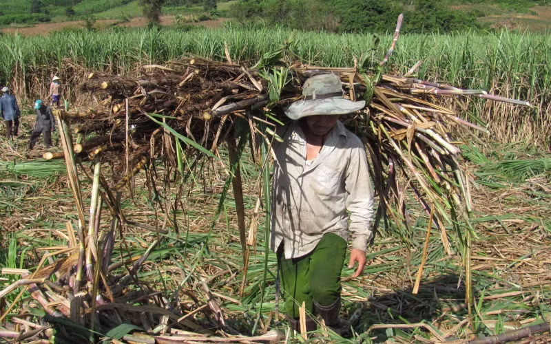 Phú Yên gỡ khó cho ngành mía đường