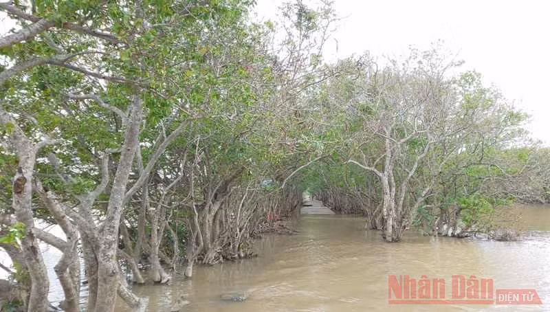 Hơn ba mươi năm giữ “tường chắn sóng” cho làng -0