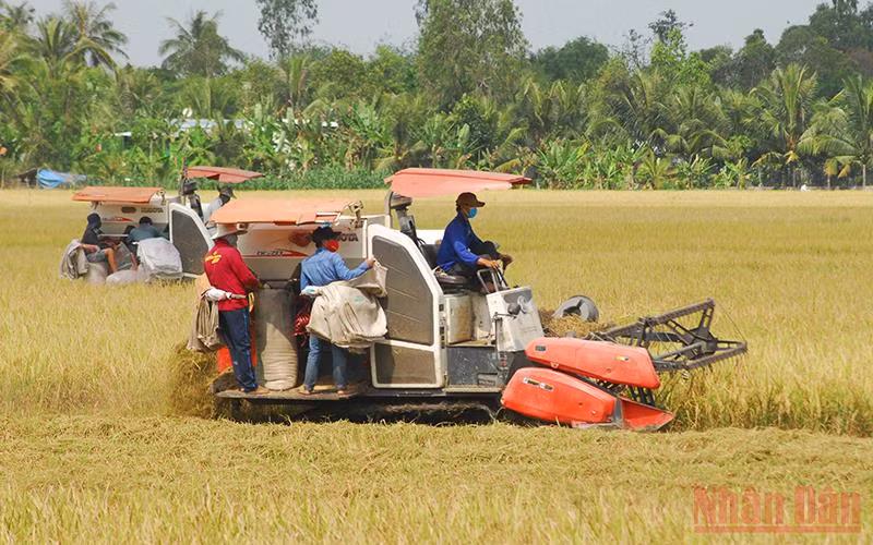 Bà con nông dân huyện Cái Bè, tỉnh Tiền Giang thu hoạch lúa hè thu năm 2022.
