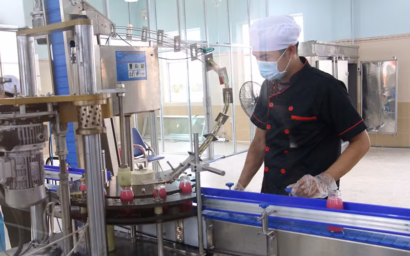 Sản xuất nước đóng chai tại HTX Bưởi da xanh Bến Tre.