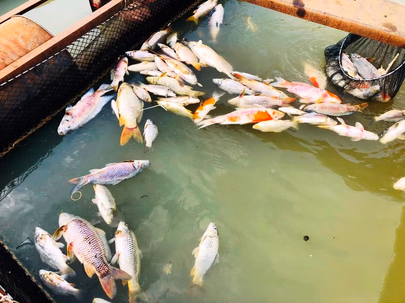 Cá chết nổi trong bè.