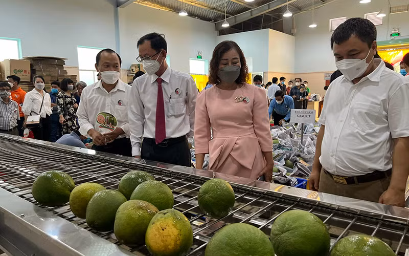 Sản phẩm bưởi da xanh sẽ được xuất khẩu sang thị trường Mỹ trong thời gian tới.