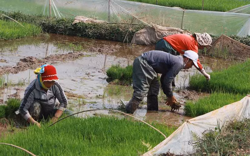 Người dân thị xã Quảng Yên chuẩn bị mạ để cấy vụ đông xuân.