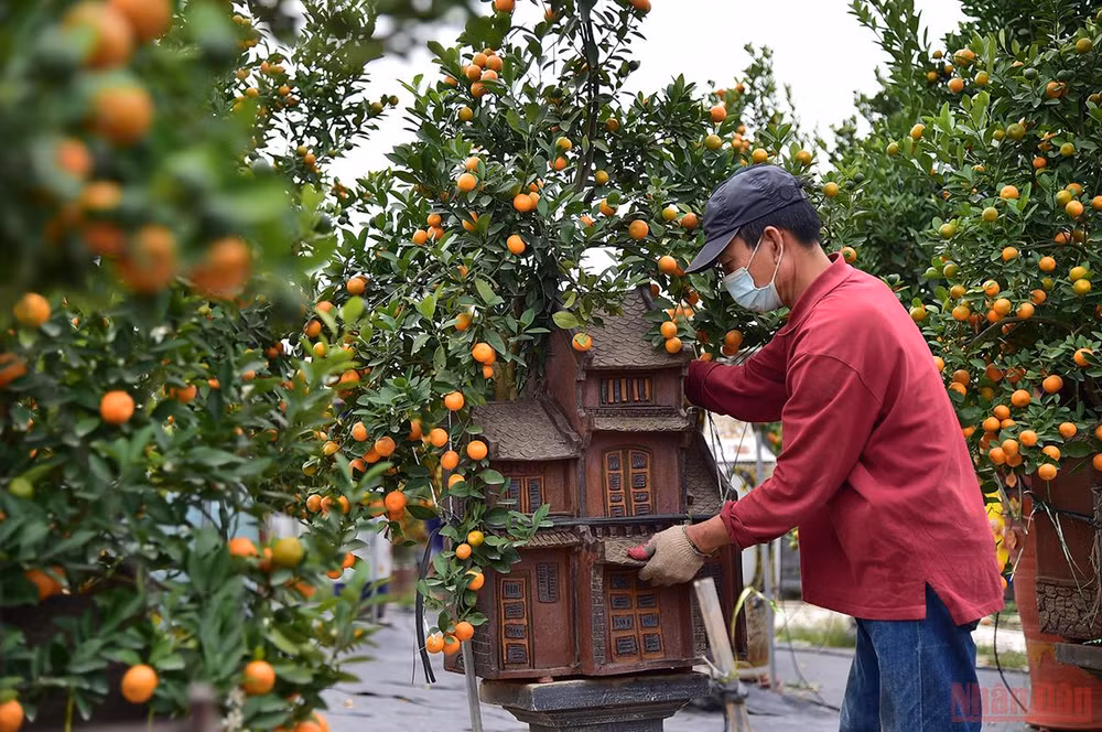 Độc đáo những mẫu quất cảnh “trình làng” trong dịp Tết Nhâm Dần 2022 -0