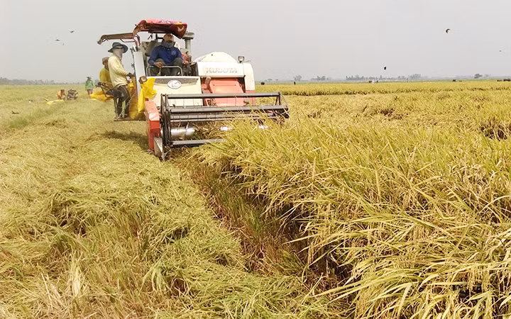 Nông dân tỉnh Long An thu hoạch lúa.
