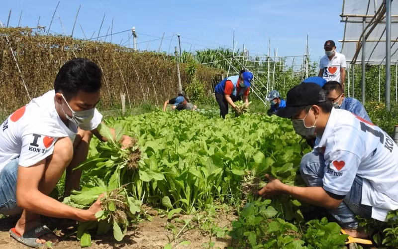 Thành viên các nhóm tình nguyện tại Kon Tum thu hoạch rau xanh.