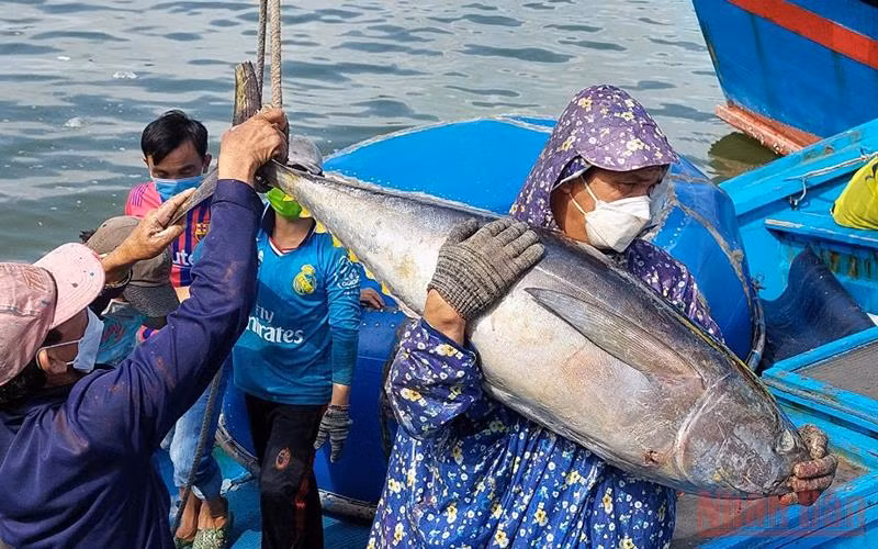 Đánh bắt cá ngừ trong chuyến biển năm nay gặp thuận lợi.