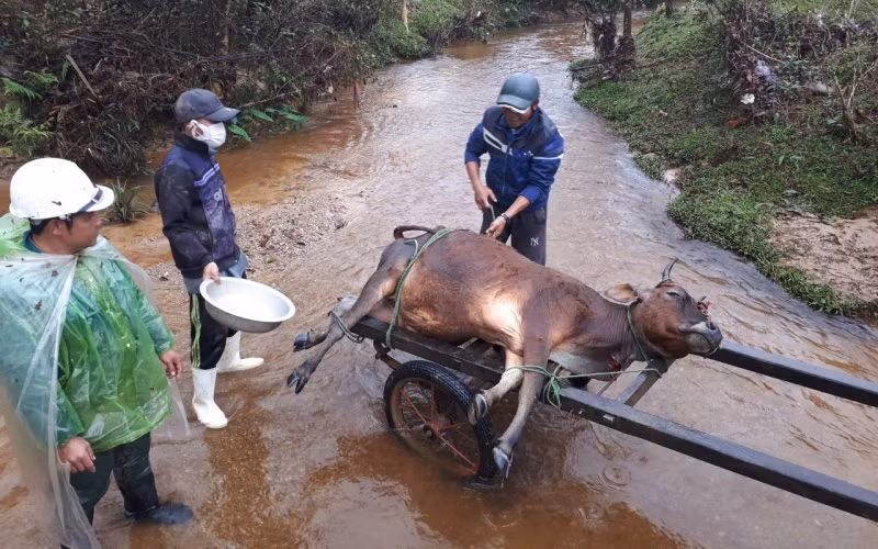 Theo báo cáo của huyện A Lưới, đợt rét vừa qua đã làm 909 con trâu, bò, dê trên địa bàn bị chết.