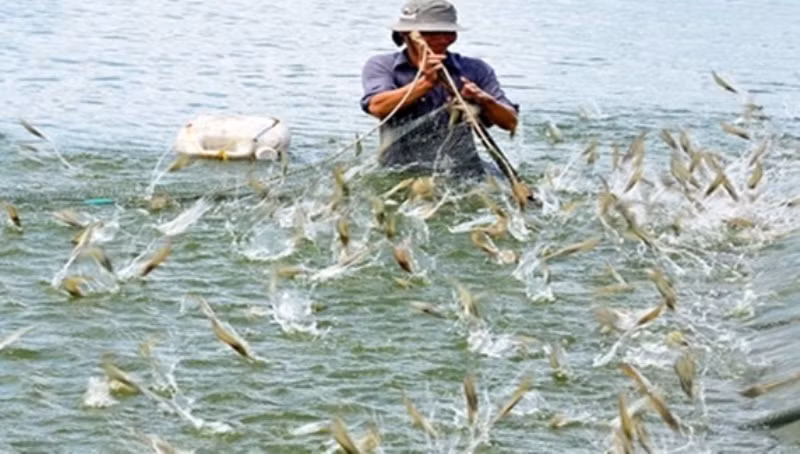 Nguy cơ bùng phát dịch bệnh trên thủy sản cao trong thời gian tới.