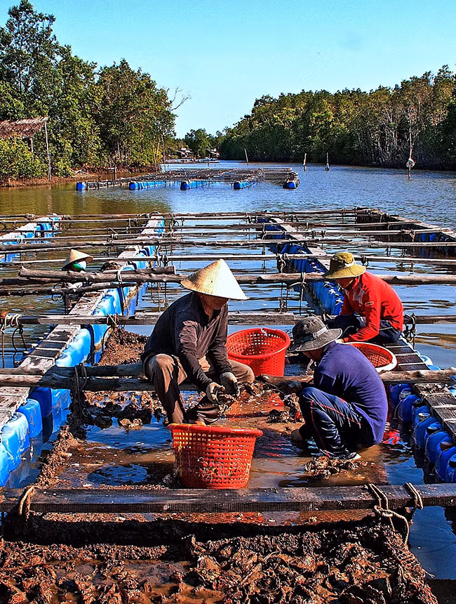 Cà Mau triển khai đề án&nbsp;“Làng Văn hóa Du lịch Đất Mũi” -0