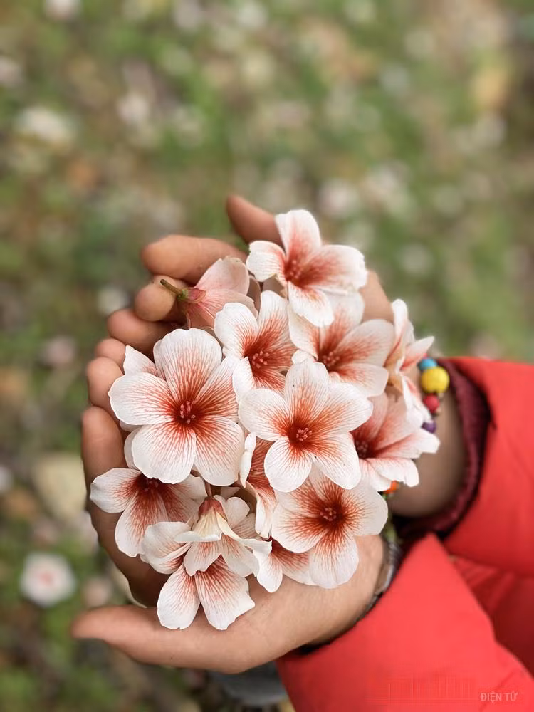 Tháng 3 - triền núi trắng hoa trẩu -4