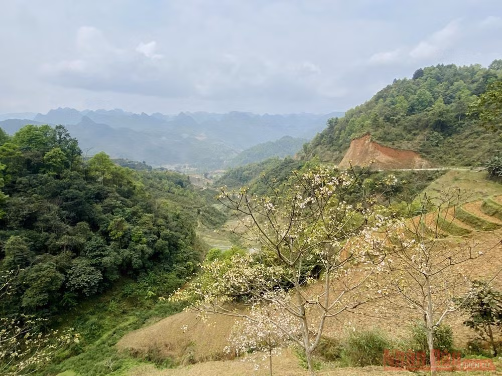 Tháng 3 - triền núi trắng hoa trẩu -0