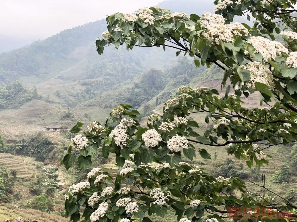 Tháng 3 - triền núi trắng hoa trẩu -0