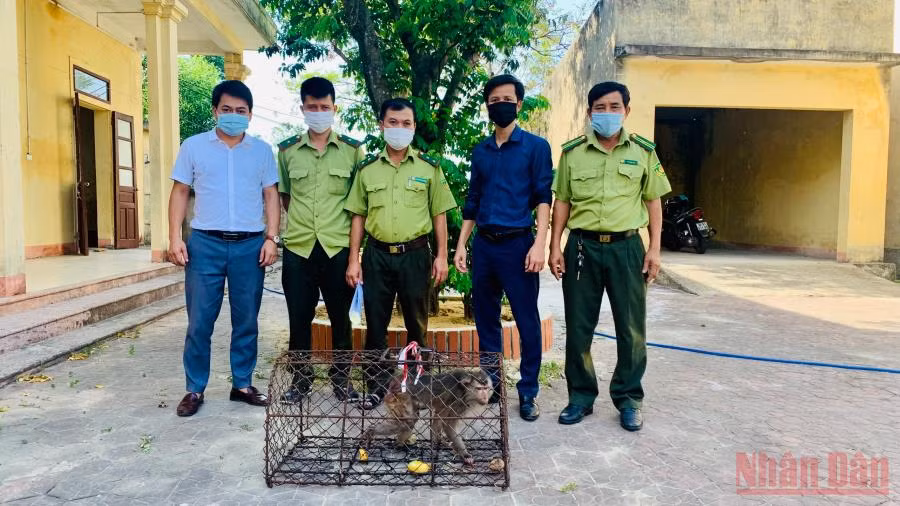 Từ năm 2021 đến nay, Vườn quốc gia Vũ Quang đã tiếp nhận 220 cá thể động vật hoang dã do người dân và lực lượng chức năng bàn giao.
