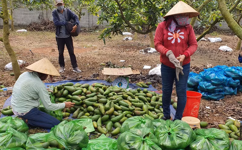 Hàng chục tấn bơ của nông dân huyện Châu Đức (Bà Rịa-Vũng Tàu) được các doanh nghiệp, đoàn viên thanh niên tiêu thụ ngay trong tỉnh.