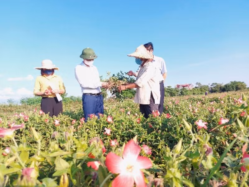 Sản xuất nông nghiệp theo hướng “xanh” an toàn và hiệu quả ở Hà Nội -0