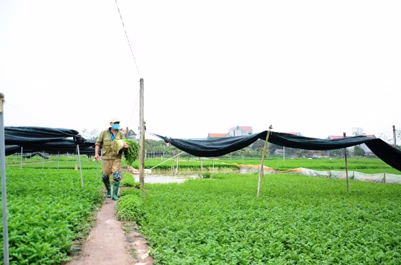 Cánh đồng rau cần của HTX Khai Thái, huyện Phú Xuyên (Hà Nội).