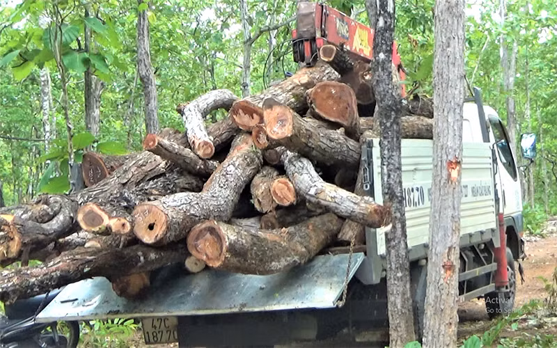 Xe vận chuyển gỗ tại khu vực rừng bị khai thác trái phép được bà Lê Thị Tuyến Vân ghi lại.