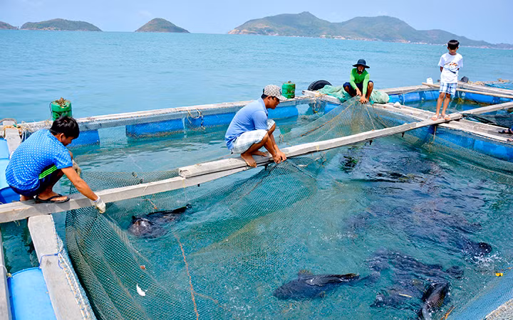 Ngư dân xã Nam Du, huyện Kiên Hải (Kiên Giang) thu hoạch cá nuôi lồng bè trên biển. Ảnh: VINH TÂM