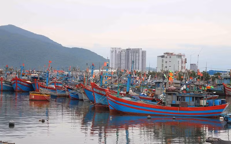 Đà Nẵng hỗ trợ phát triển thủy sản, hiện đại hóa nghề cá -0