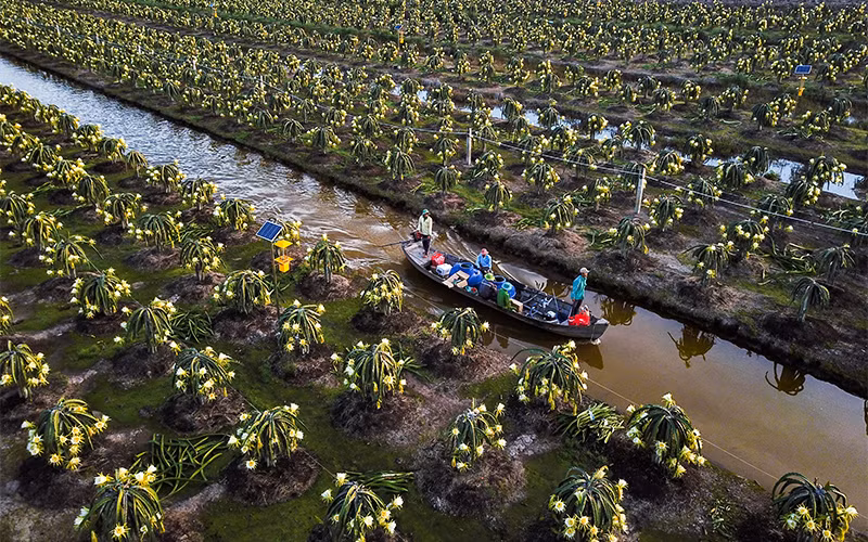 Một vùng trồng thanh long theo tiêu chuẩn Global GAP ở xã Thạnh Tân (huyện Tân Phước).