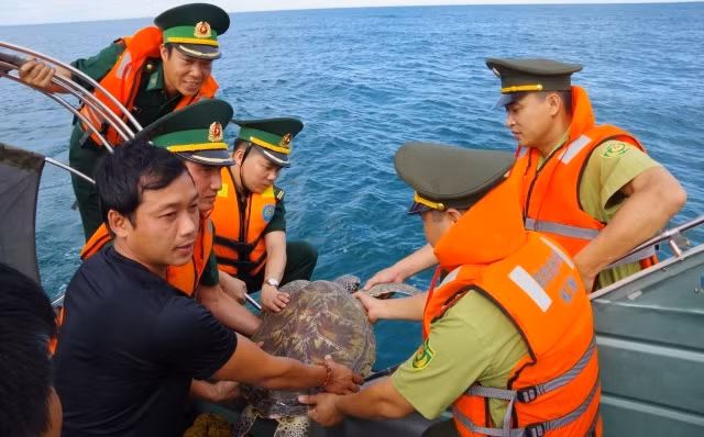 Các lực lượng tham gia tiến hành thả cá thể đồi mồi quý hiếm trở về đại dương.