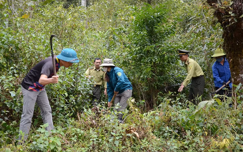 Lực lượng kiểm lâm huyện Sìn Hồ (Lai Châu) hướng dẫn người dân phát đường băng cản lửa để phòng, chống cháy rừng.