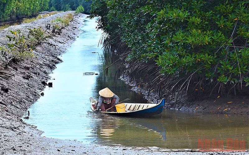 Công nhận chỉ dẫn địa lý với “Tôm sú Cà Mau” -0
