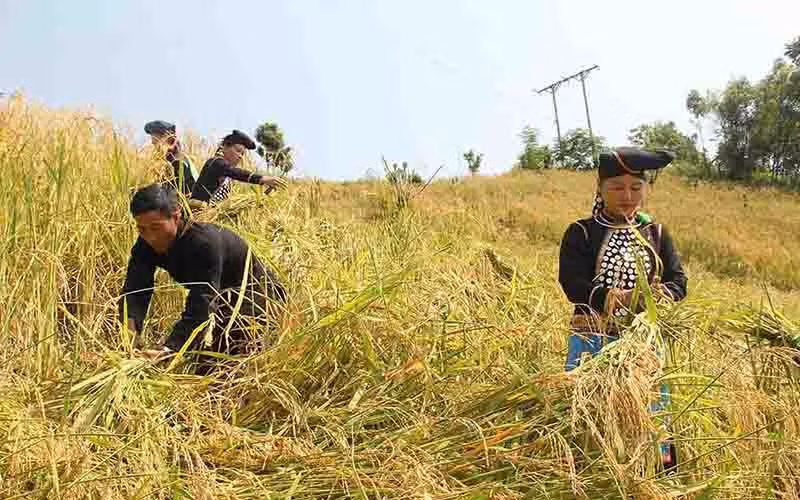 Bà con dân tộc Si La thu hoạch lúa trên vùng đất mới.