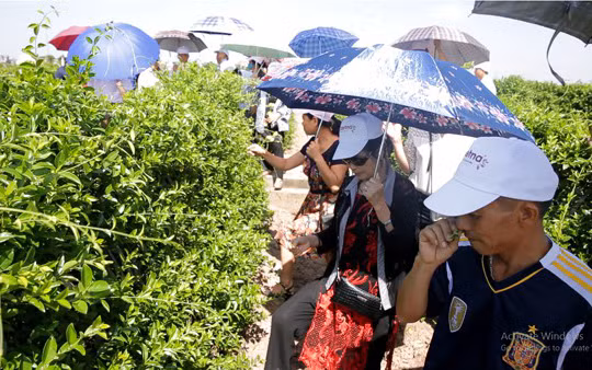 Vùng trồng dây thìa canh sạch đạt chuẩn GACP-WHO tại Nam Định.
