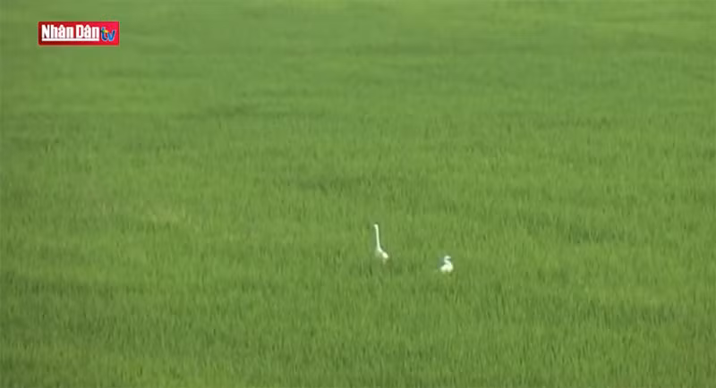 Về miền thốt nốt An Giang