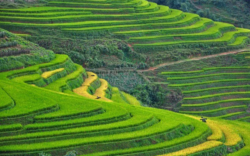 Hình ảnh ruộng bậc thang Sapa trên trang TripstoDiscover (Ảnh: TripstoDiscover) 