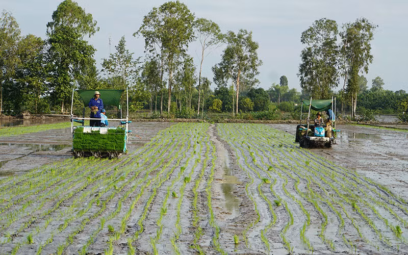Ứng dụng máy cấy lúa tại Hợp tác xã Dịch vụ nông nghiệp Mỹ Ðông 2, huyện Tháp Mười, tỉnh Ðồng Tháp. Ảnh: HỮU NGHĨA 