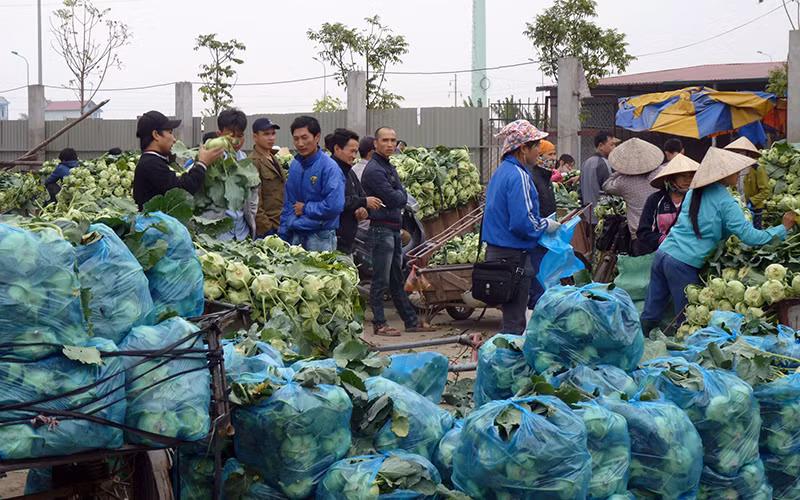 Mở rộng vùng rau an toàn Thủ đô -0