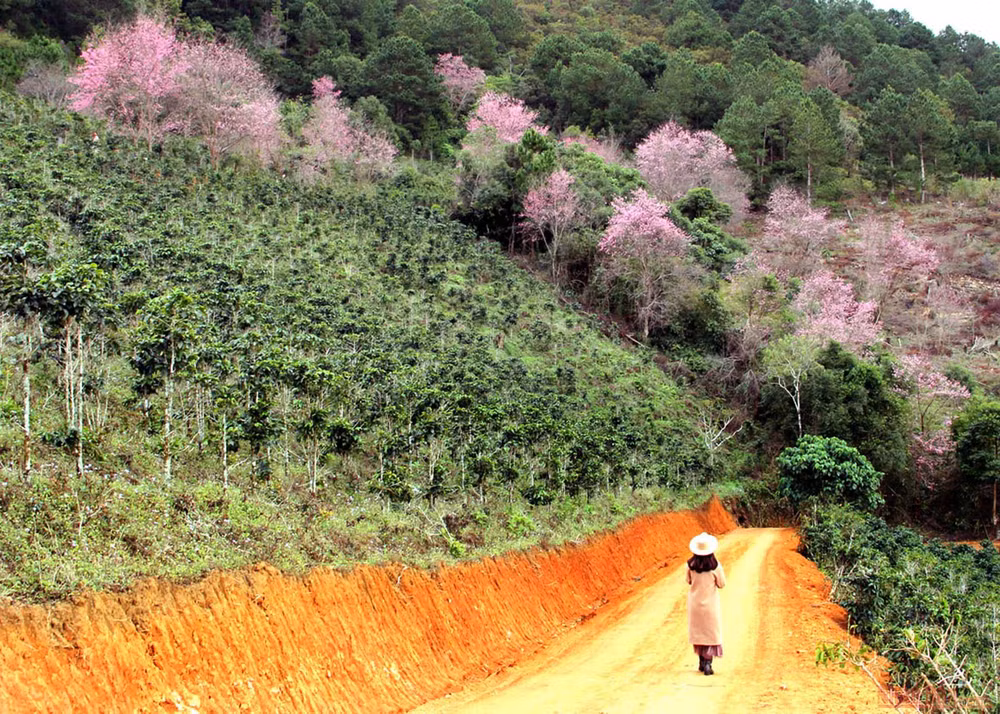 Sắc hồng giữa cao nguyên Lang Biang -1