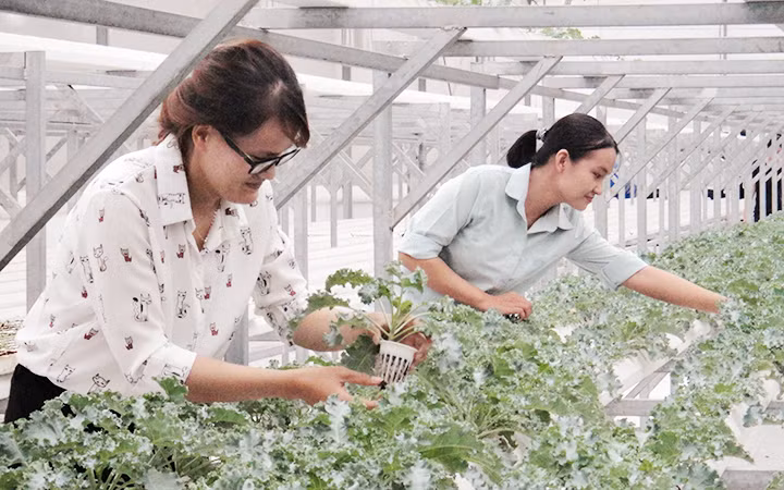 Mô hình trồng rau thông minh bằng các chế phẩm sinh học tại Công viên phần mềm Quang Trung (TP Hồ Chí Minh).