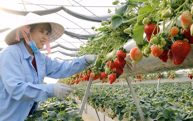 Sản xuất dâu tây công nghệ cao tại Ðà Lạt.