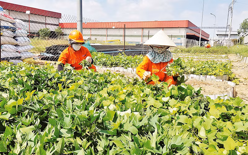  “Vườn rau Công đoàn” tại Công ty cổ phần Cơ khí xây dựng Thương mại Đại Dũng.