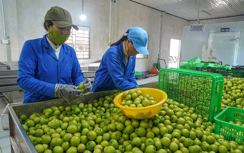 Công nhân Công ty TNHH Sản xuất, thương mại, dịch vụ Ba Mọi, huyện Ninh Phước (Ninh Thuận) phân loại, chọn quy cách quả táo trồng theo hướng VietGap sau thu hoạch để cung ứng cho thị trường trên cả nước. 