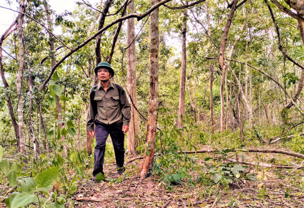 Nỗ lực giữ “lá phổi” xanh cho Tây Nguyên -0