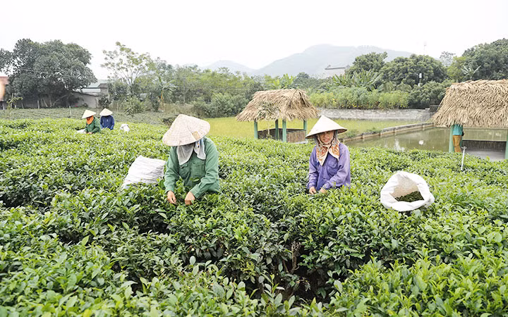Nghề trồng và sản xuất chè mang lại thu nhập cao cho các hộ gia đình xã Tân Cương.