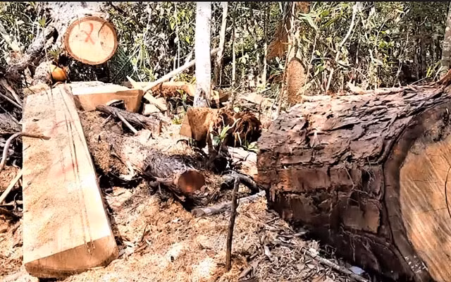 Hiện trường rừng pơ-mu tại tiểu khu 1219 thuộc lâm phần quản lý của Công ty lâm nghiệp Krông Bông quản lý bị tàn phá.