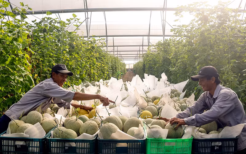 Thu hoạch dưa lưới tại Khu nông nghiệp công nghệ cao An Thái của Unifarm. 