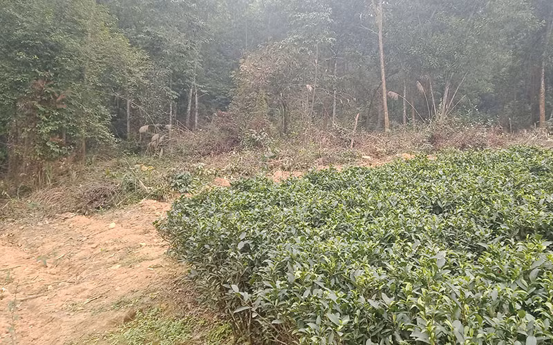 Vườn quốc gia Tam Ðảo đang bị xâm hại -0