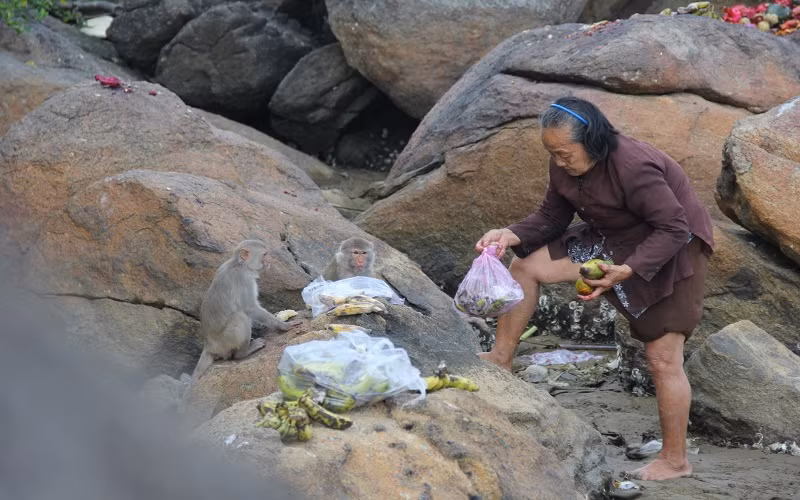 Đàn khỉ cư trú tại đảo Hòn Trà, xã Bình Đông, huyện Bình Sơn (Quảng Ngãi) được xác định là loài khỉ vàng, thuộc danh mục động vật quý hiếm. 