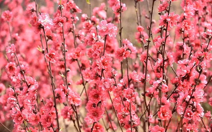 Hoa đào Nhật Tân, Hà Nội (Ảnh minh họa: Trần Hải).