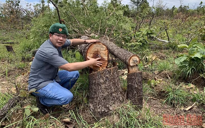 Phóng viên Báo Nhân Dân có mặt tại hiện trường phản ánh sớm nhất về vụ phá rừng nghiêm trọng tại xã Ya Tờ Mốt, huyện Ea Súp.