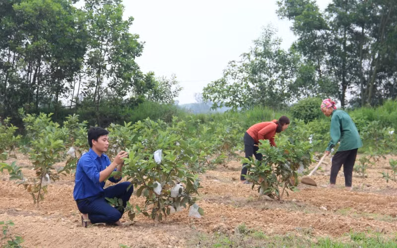 Mô hình trang trạng tổng hợp cho thu nhập hàng trăm triệu đồng/năm của đoàn viên Lê Sỹ Thuật. 