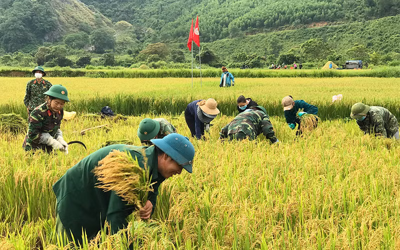 Cán bộ, chiến sĩ, công nhân Ðoàn kinh tế quốc phòng 79 gặt lúa giúp nhân dân. 