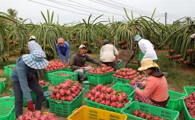 Không để đứt gãy chuỗi sản xuất, cung ứng và tiêu thụ nông sản -0